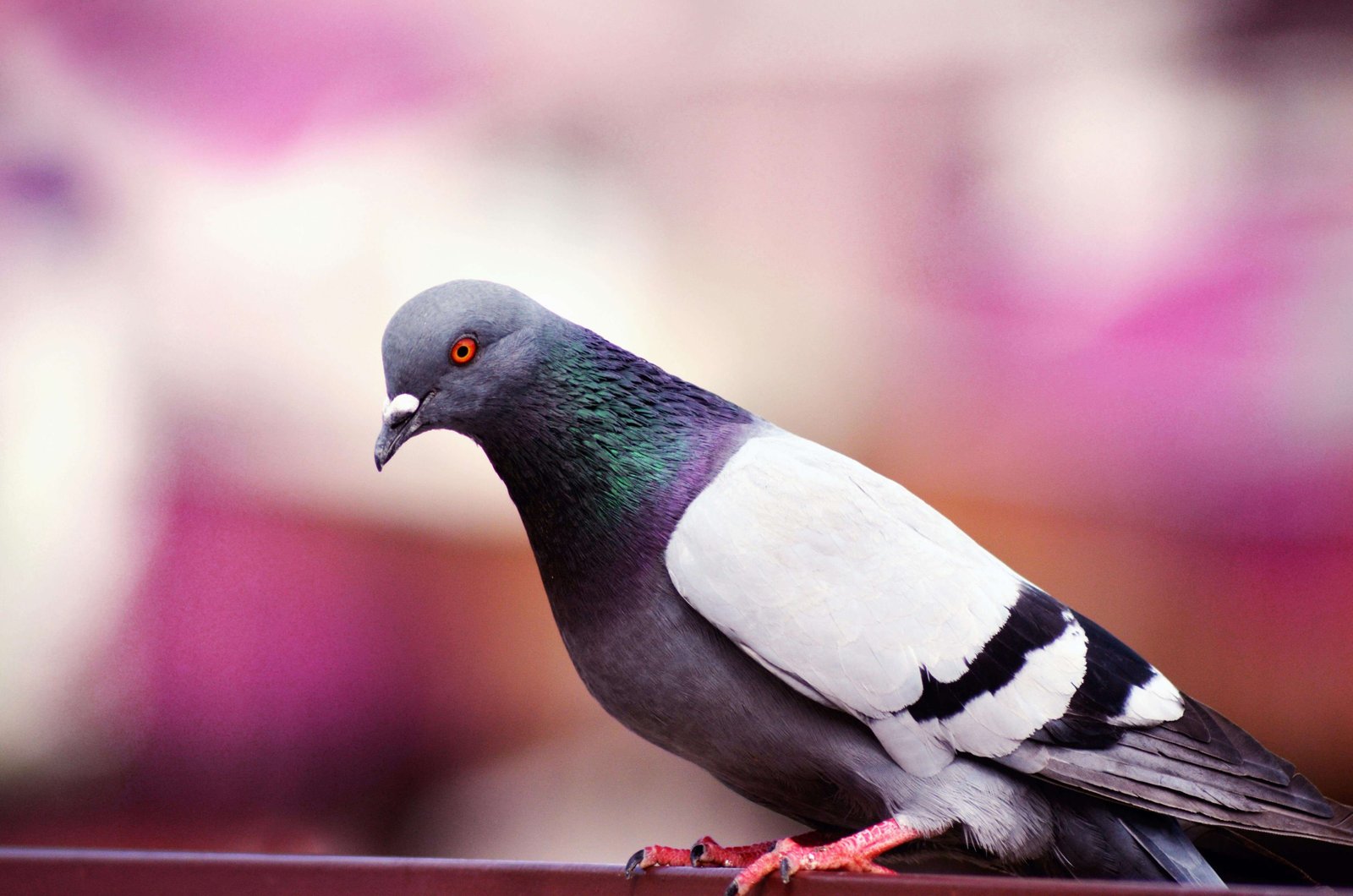 Breeding Site Management